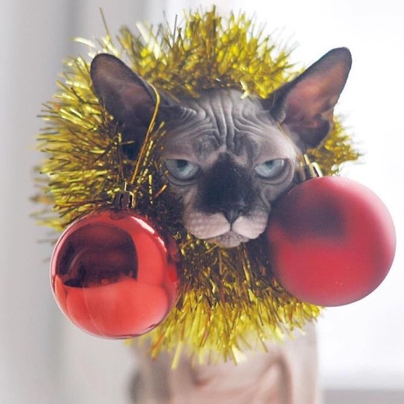 Meet your Posher, Roxy - Picture 1 of 1